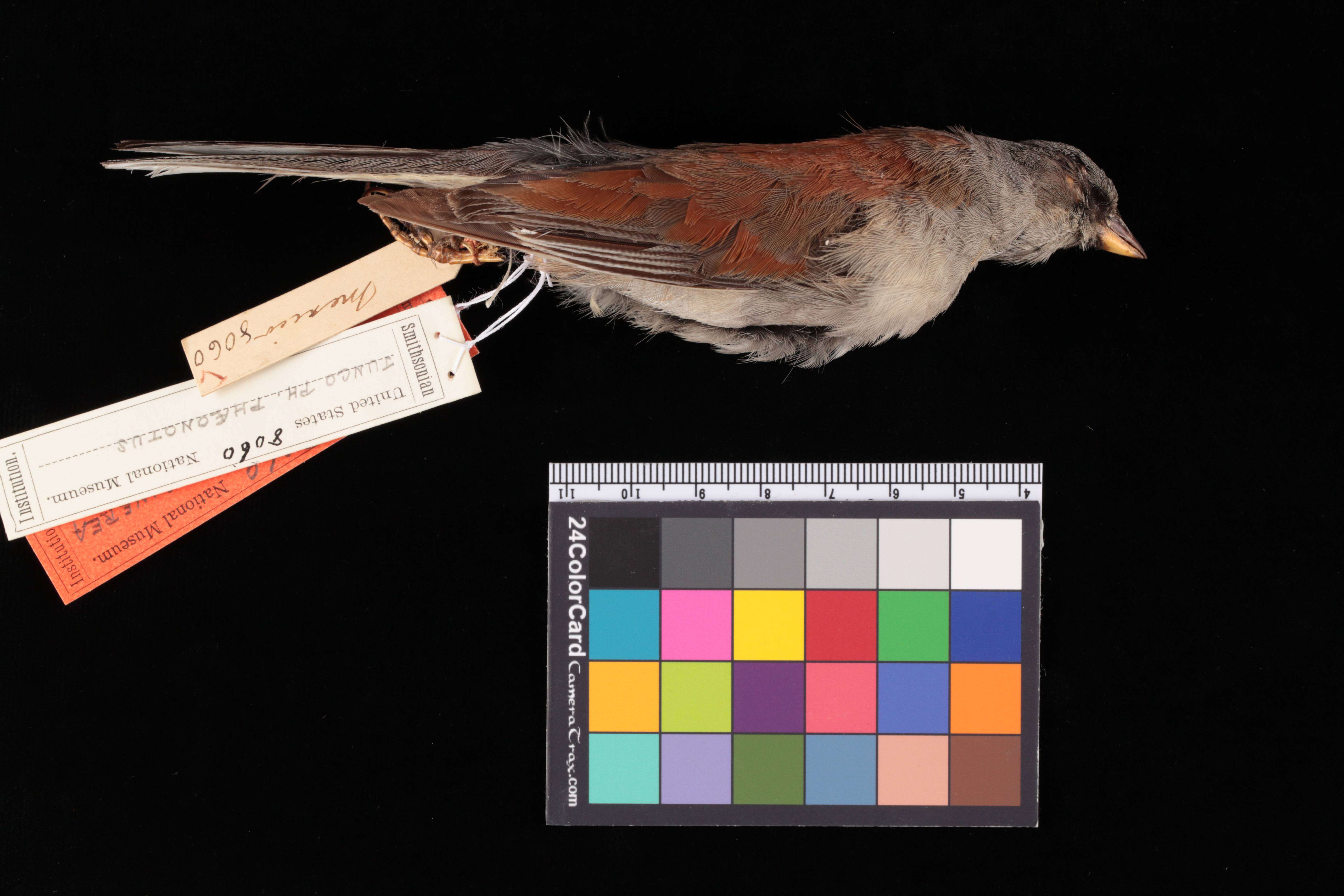 Junco phaeonotus phaeonotus Wagler 1831 resmi