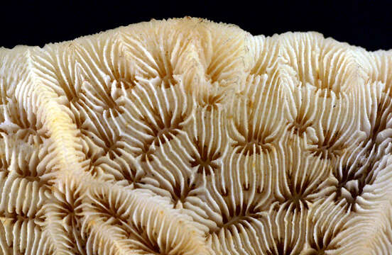 Image of Pavonia decussata Dana 1846
