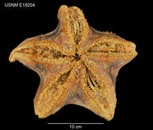 Hymenaster regalis Verrill 1895 resmi