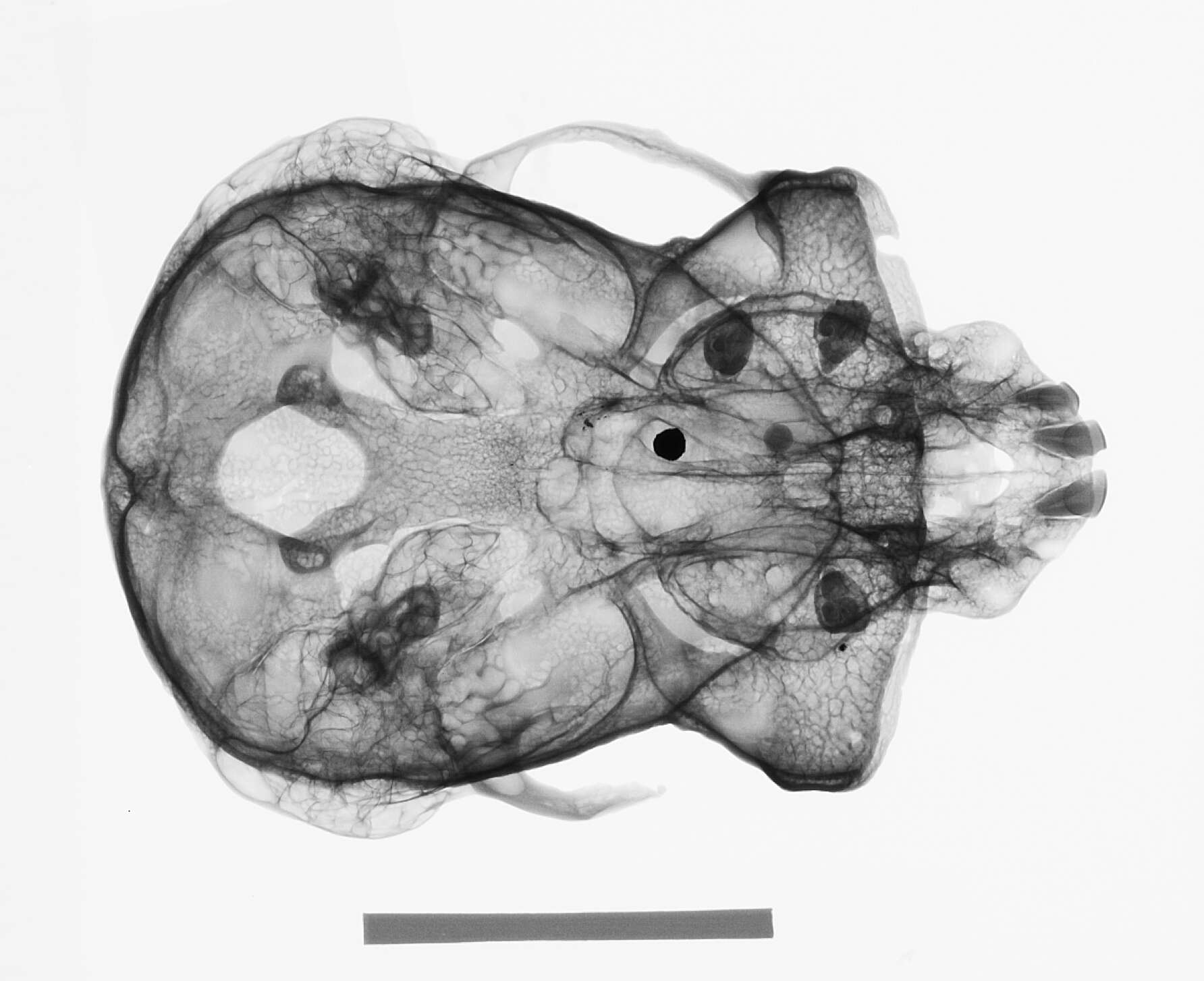 Слика од Hylobates lar carpenteri Groves 1968