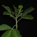 Image of Esenbeckia collina T. S. Brandegee