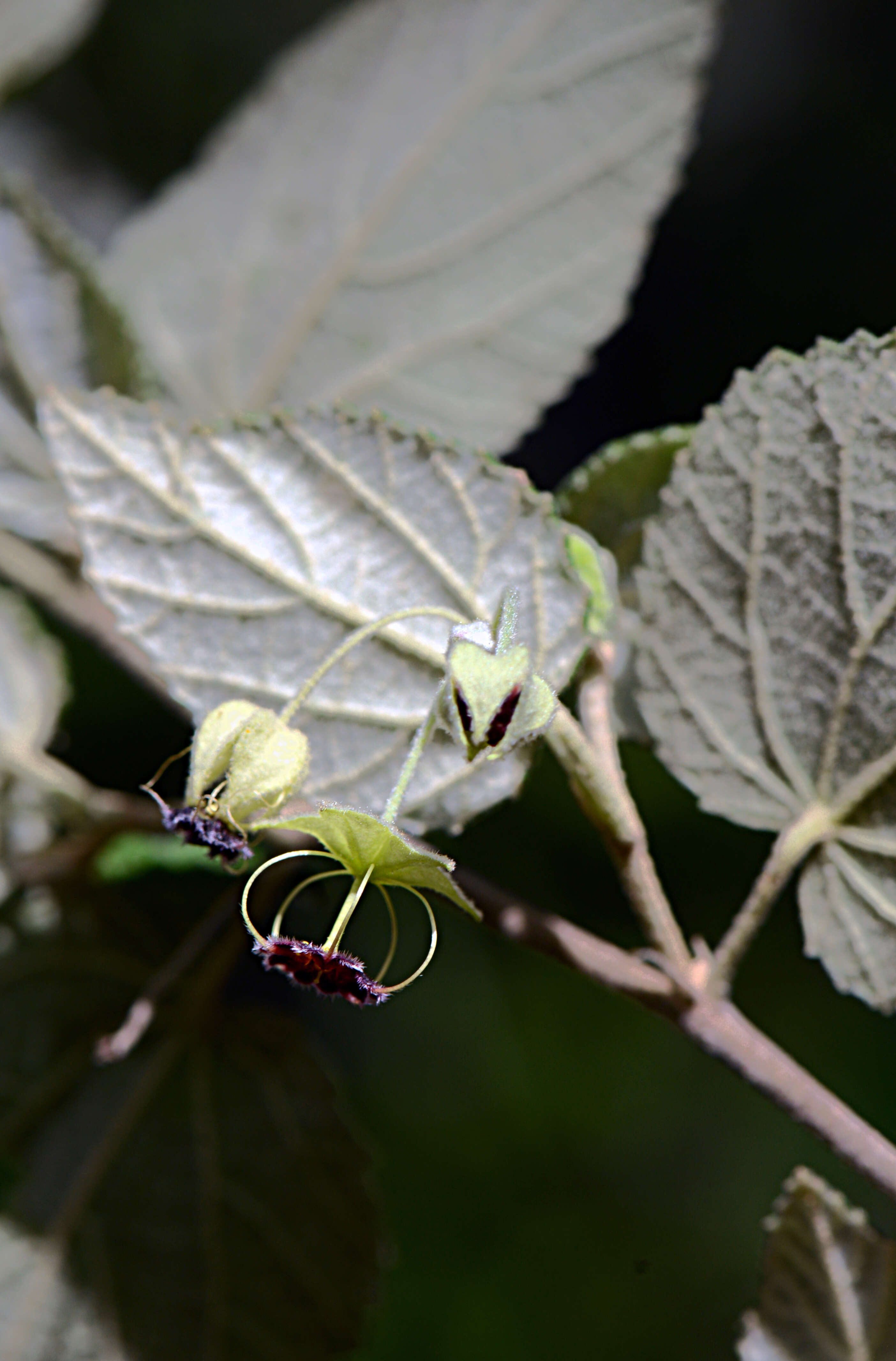 Image of Malvaceae