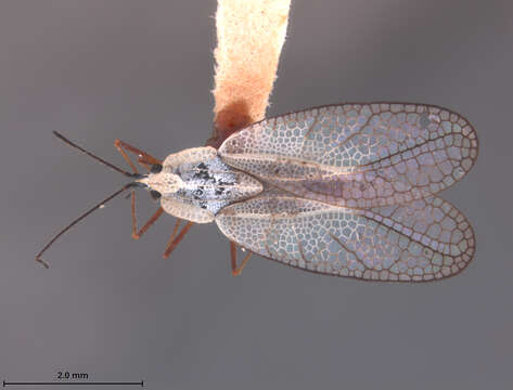 Image of Leptodictya (Hanuala) vulgata Drake 1928