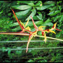 Image of Heliconia meridensis Klotzsch