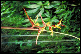 Imagem de Heliconia meridensis Klotzsch