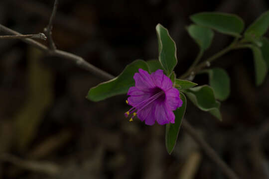 Image of Mirabilis suffruticosa (Standl.) Standl.