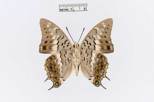 Image of Charaxes solon Fabricius 1793