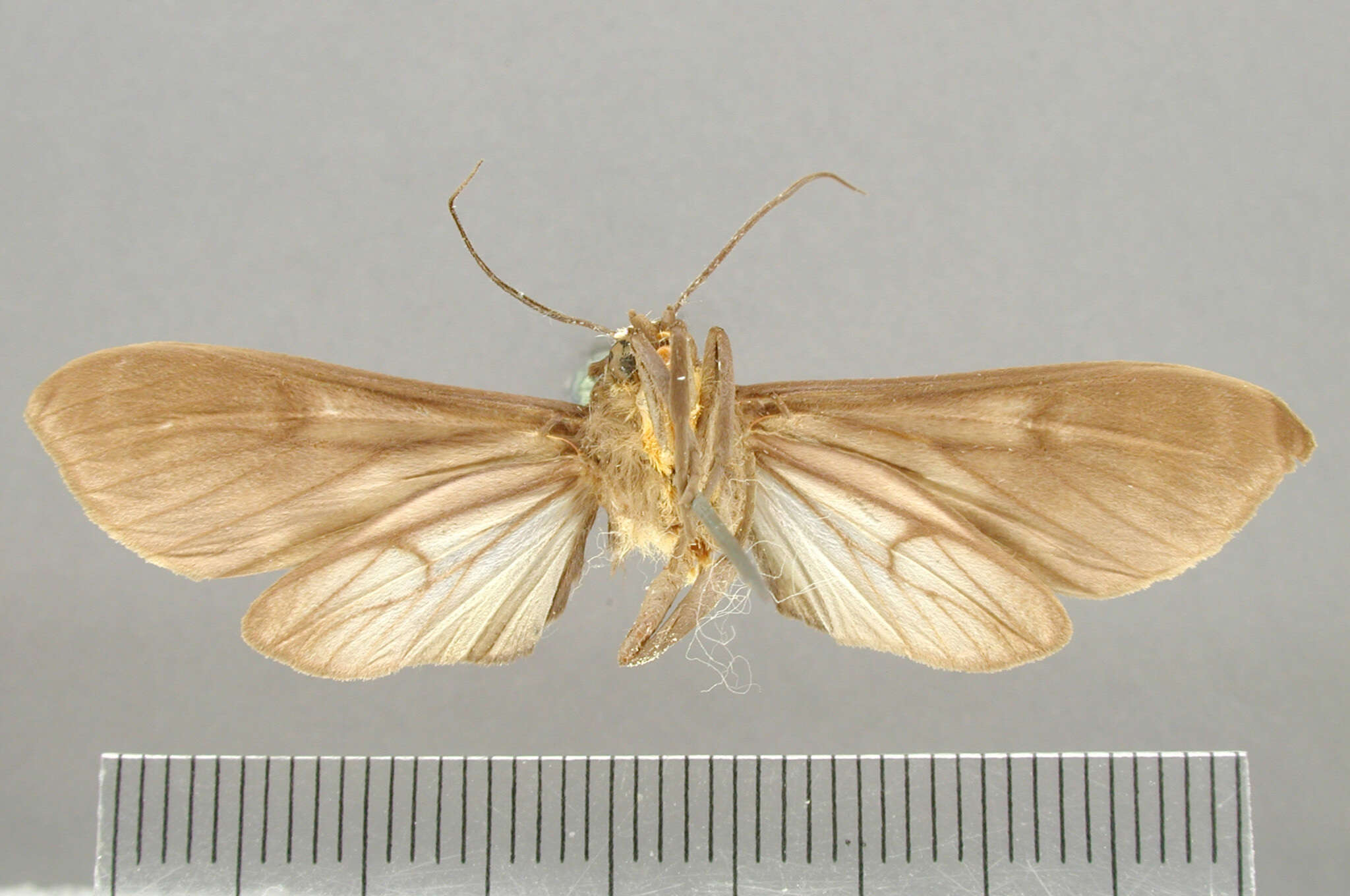 Image of Pachydota inermis Schaus 1910