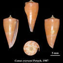 صورة Conus eversoni Petuch 1987