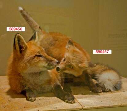 Image of Foxes