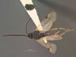 Image of Microgaster congregatiformis Viereck 1917
