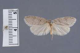 Image of Dull Flatbody Moth