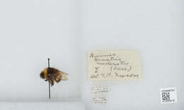 Image of Bombus patagiatus Nylander 1848