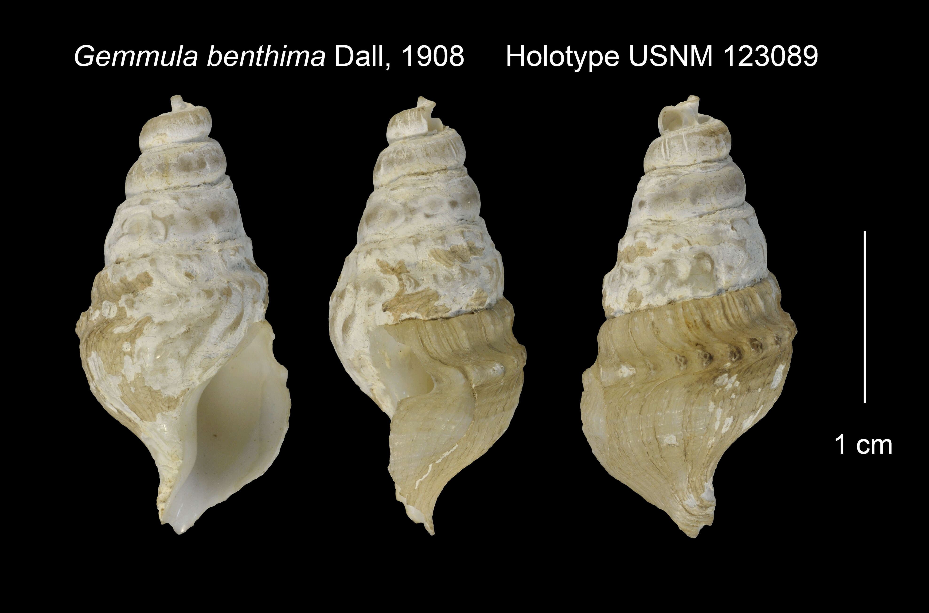 Image of Cryptogemma phymatias (R. B. Watson 1886)