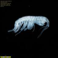 Image of Amphipoda