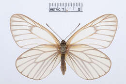 Image of Aporia hippia (Bremer 1861)