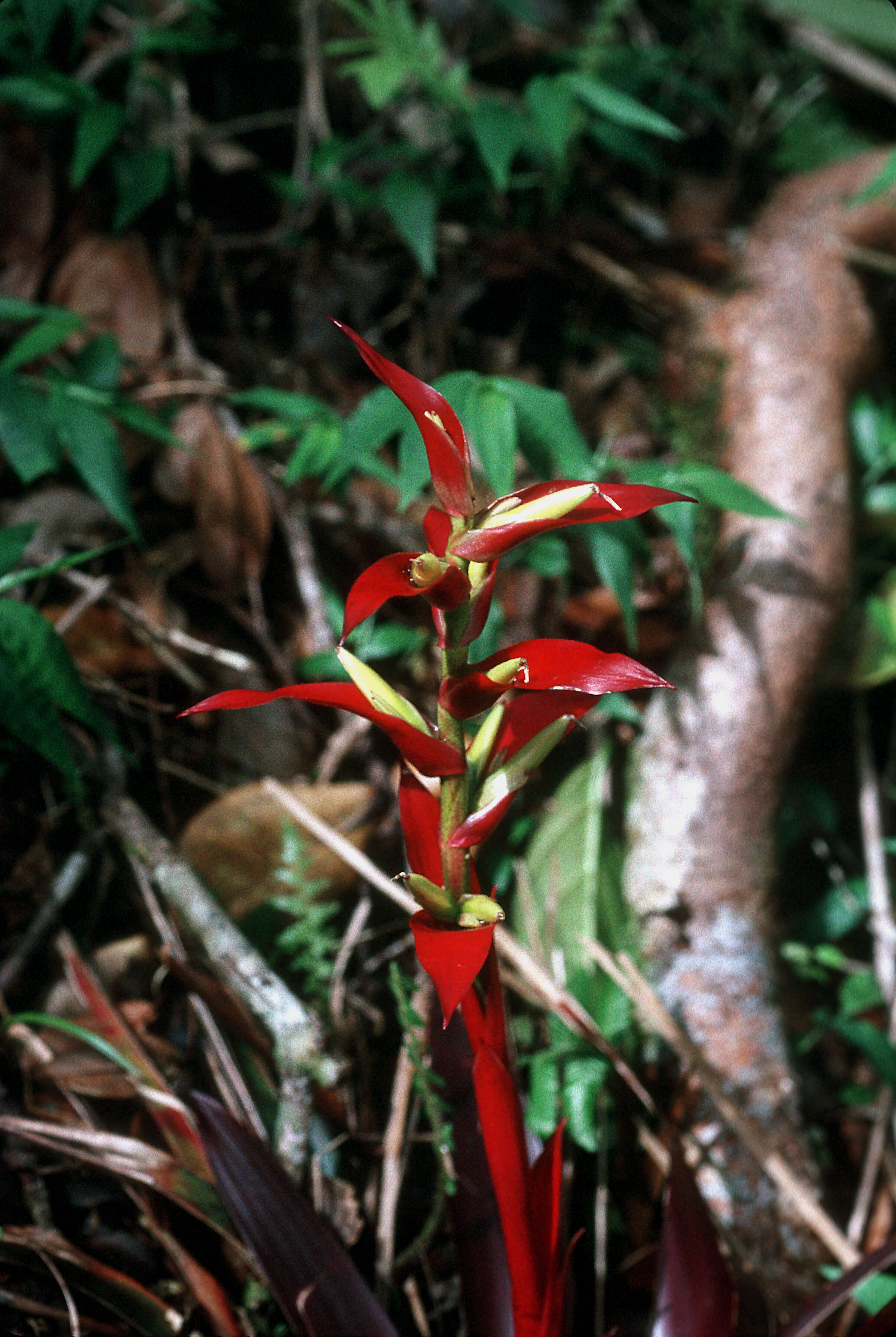 Imagem de Werauhia sintenisii (Baker) J. R. Grant