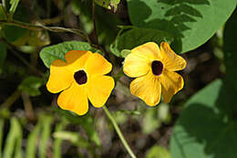 Image of blackeyed Susan vine