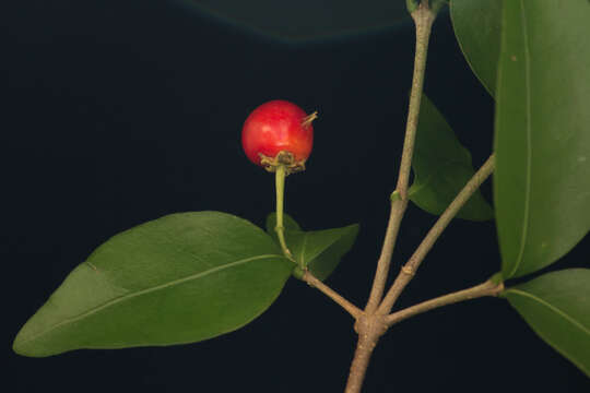 Image of wild crapemyrtle