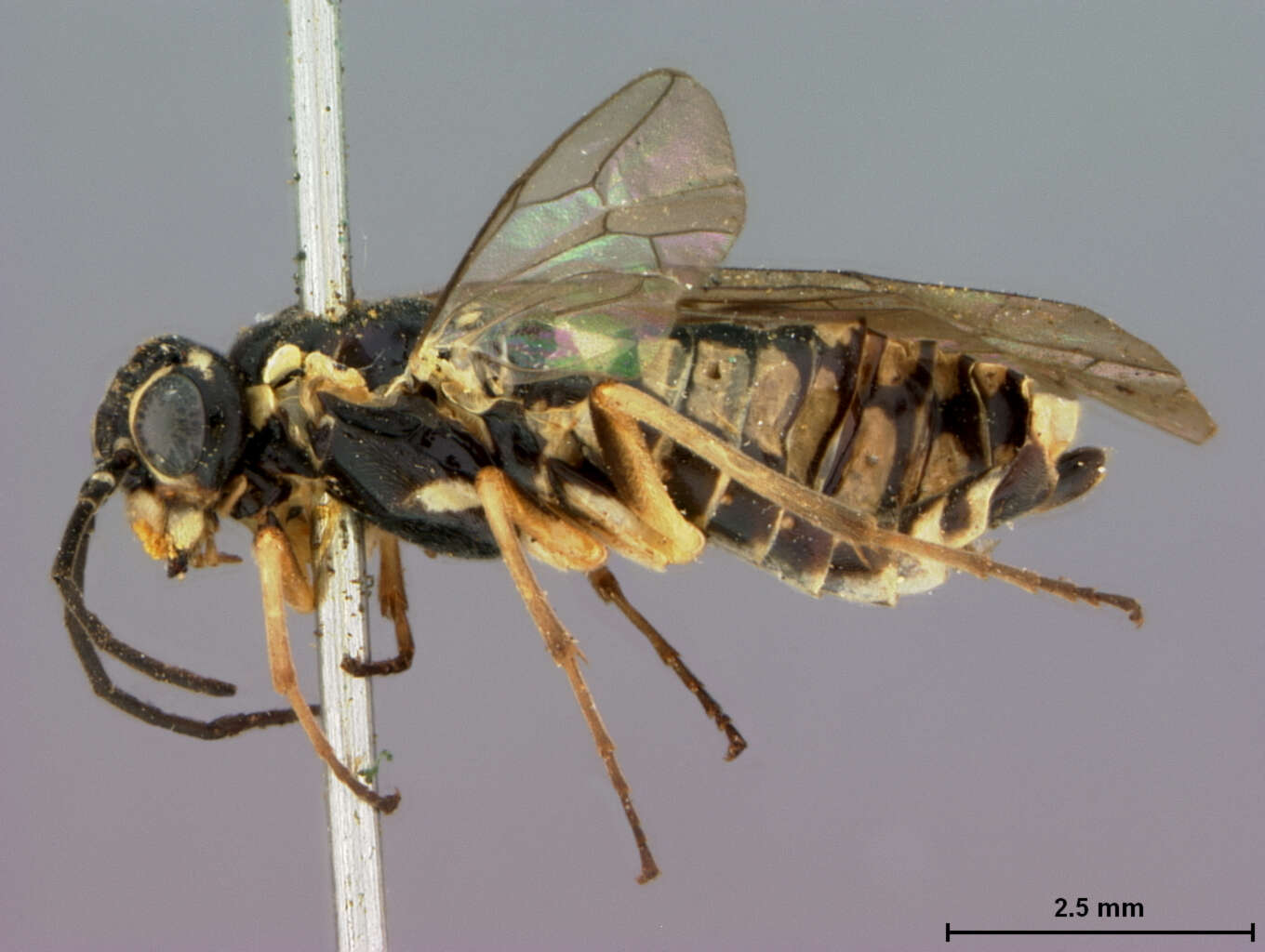 Image of Aphilodyctium Ashmead 1898