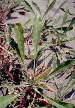 Image of St. Anthony Dunes evening primrose