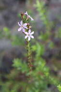 Image of Wand loosestrife