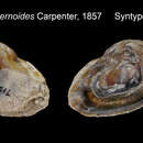 Image de Pododesmus foliatus (Broderip 1834)