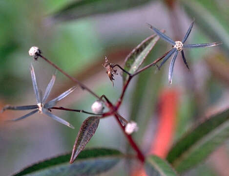 صورة Bidens hawaiensis A. Gray