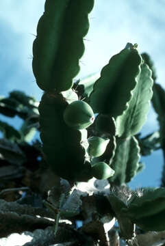 Image of Dendrocereus nudiflorus (Engelm. ex Sauvalle) Britton & Rose