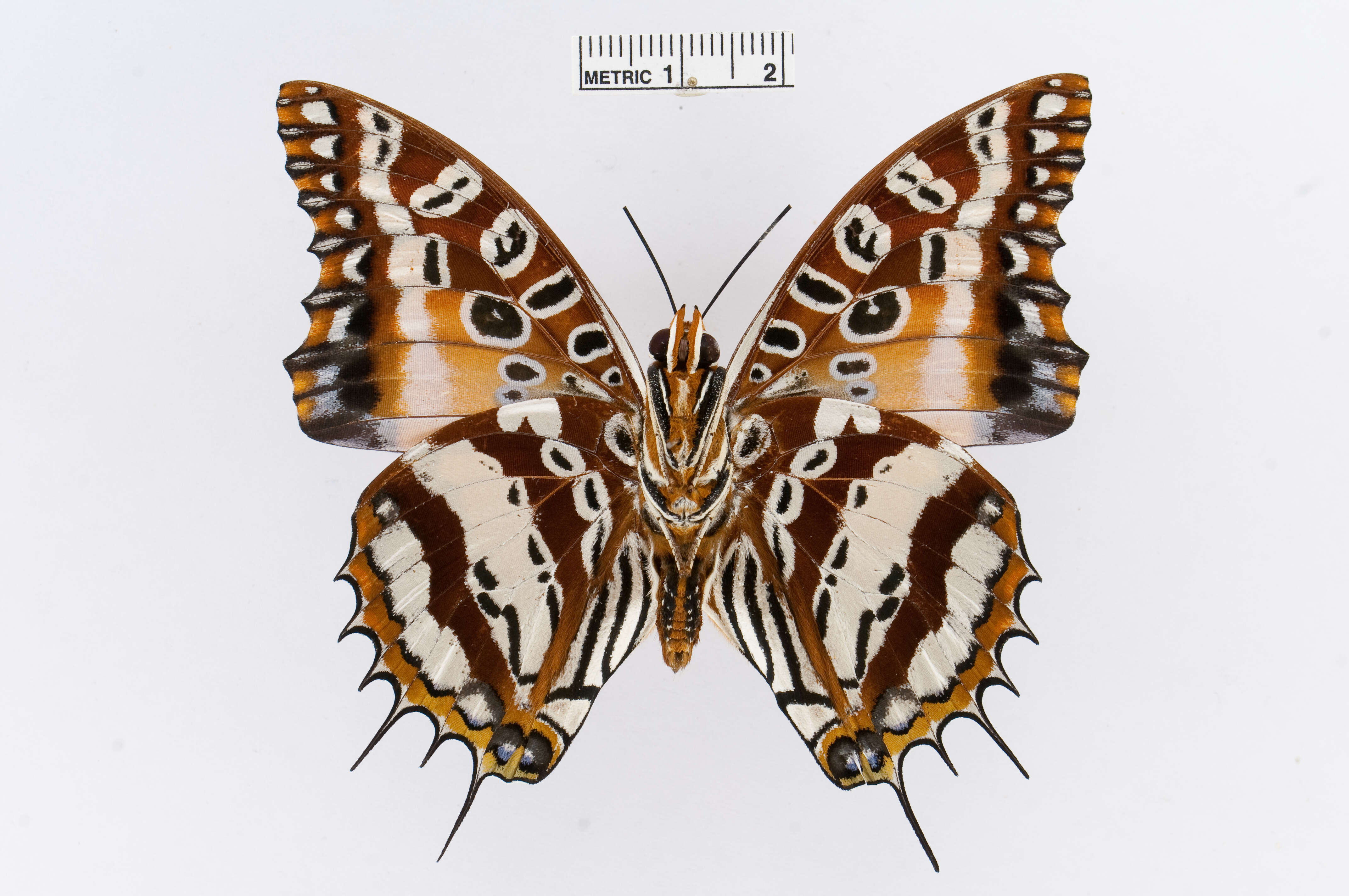 Imagem de Charaxes andranodorus Mabille 1884