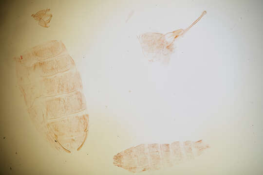 Image of Elaeonoma Meyrick 1914