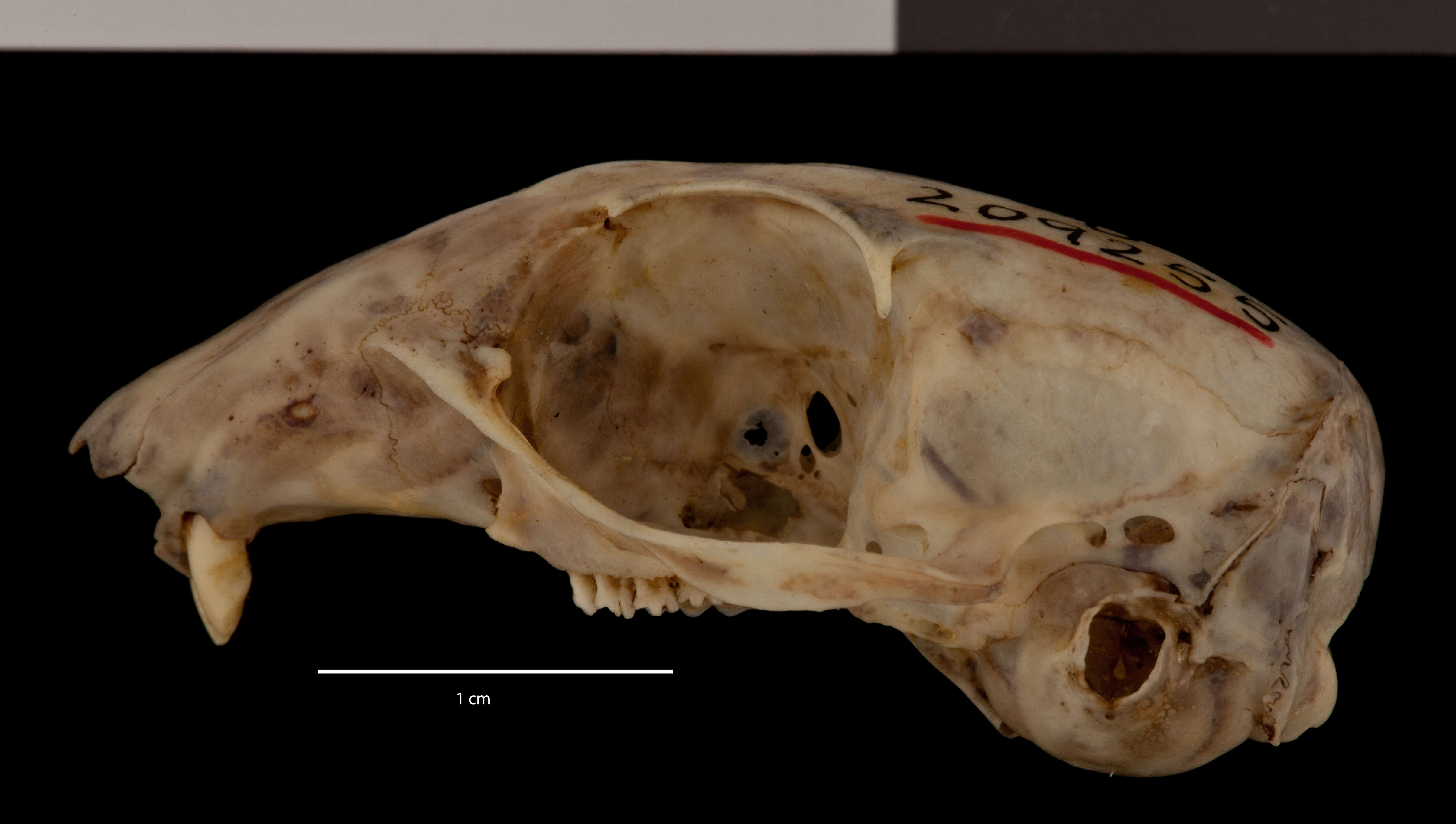 صورة Ictidomys tridecemlineatus monticola (A. H. Howell 1928)