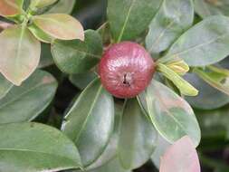 Image of Purple Strawberry Guava