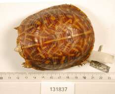 Image of Ornate Box Turtle