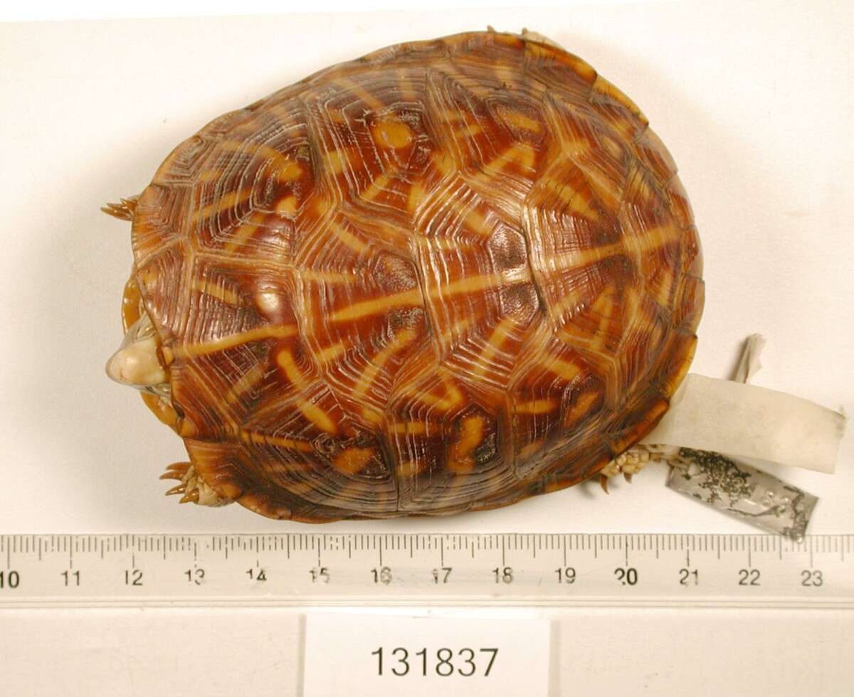 Image of Ornate Box Turtle