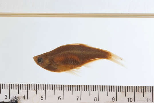 Image of Parachela maculicauda (Smith 1934)