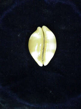 Image of checkerboard cowrie