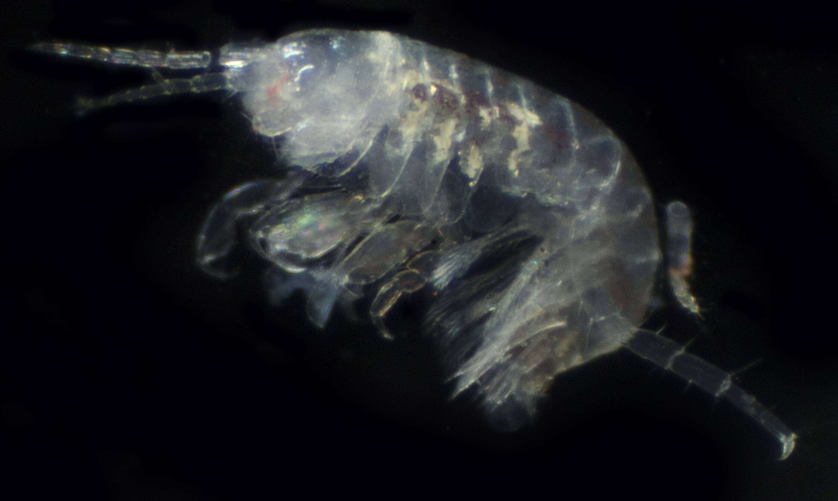 Image of Microprotopus raneyi Wigley 1966