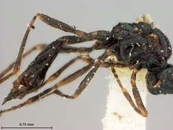 Image of Aphidius propinquus Ashmead 1902