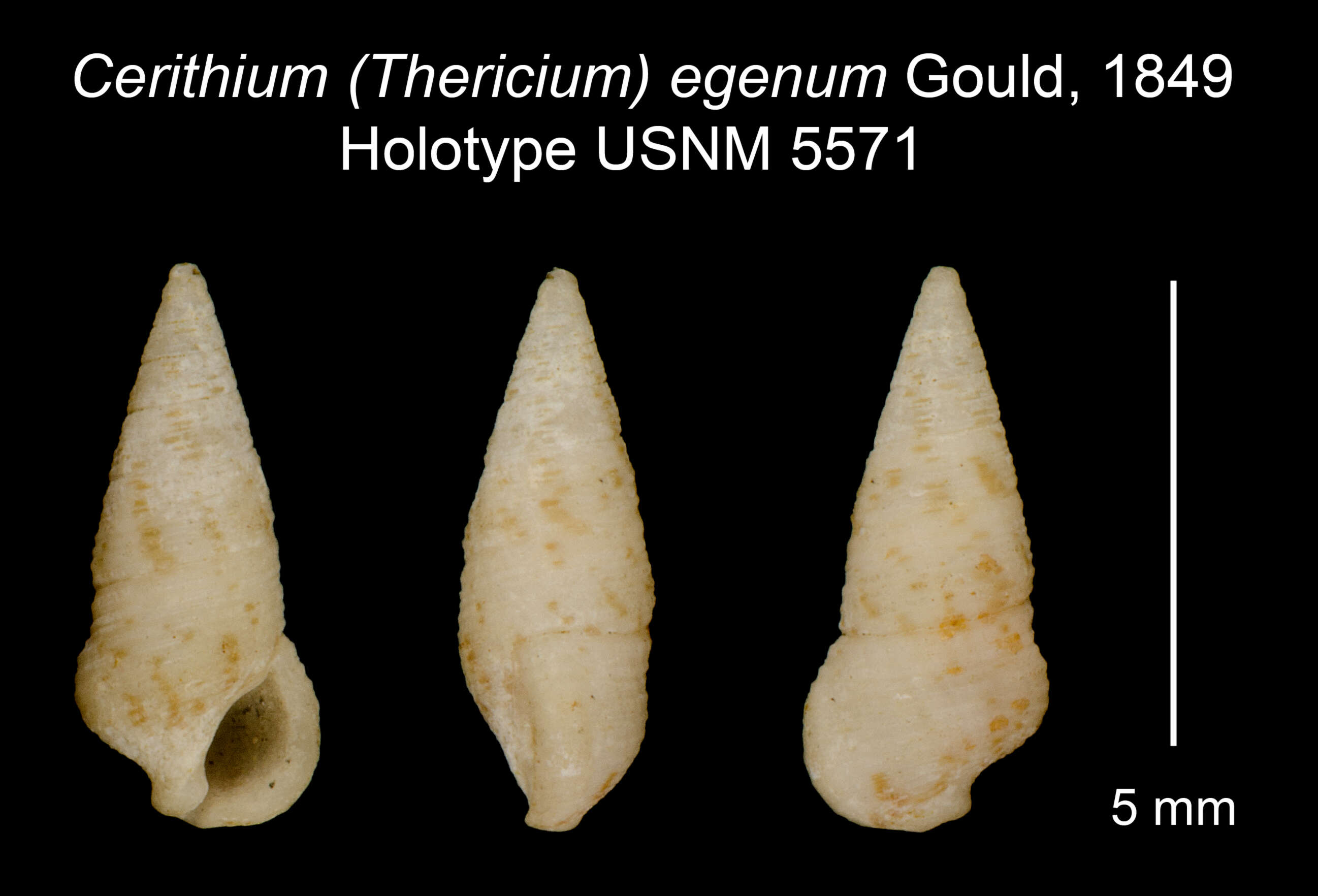 Image of Cerithium egenum Gould 1849