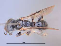 Imagem de Crossocerus domicola Tsuneki 1971