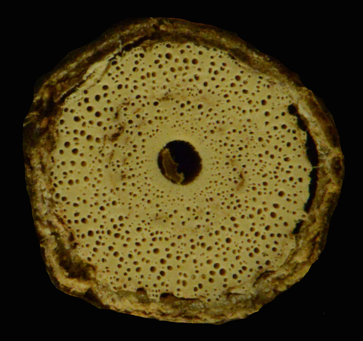 Image of Tournefortia bicolor var. bicolor