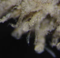 Image of Alcyonidium mamillatum Alder 1857