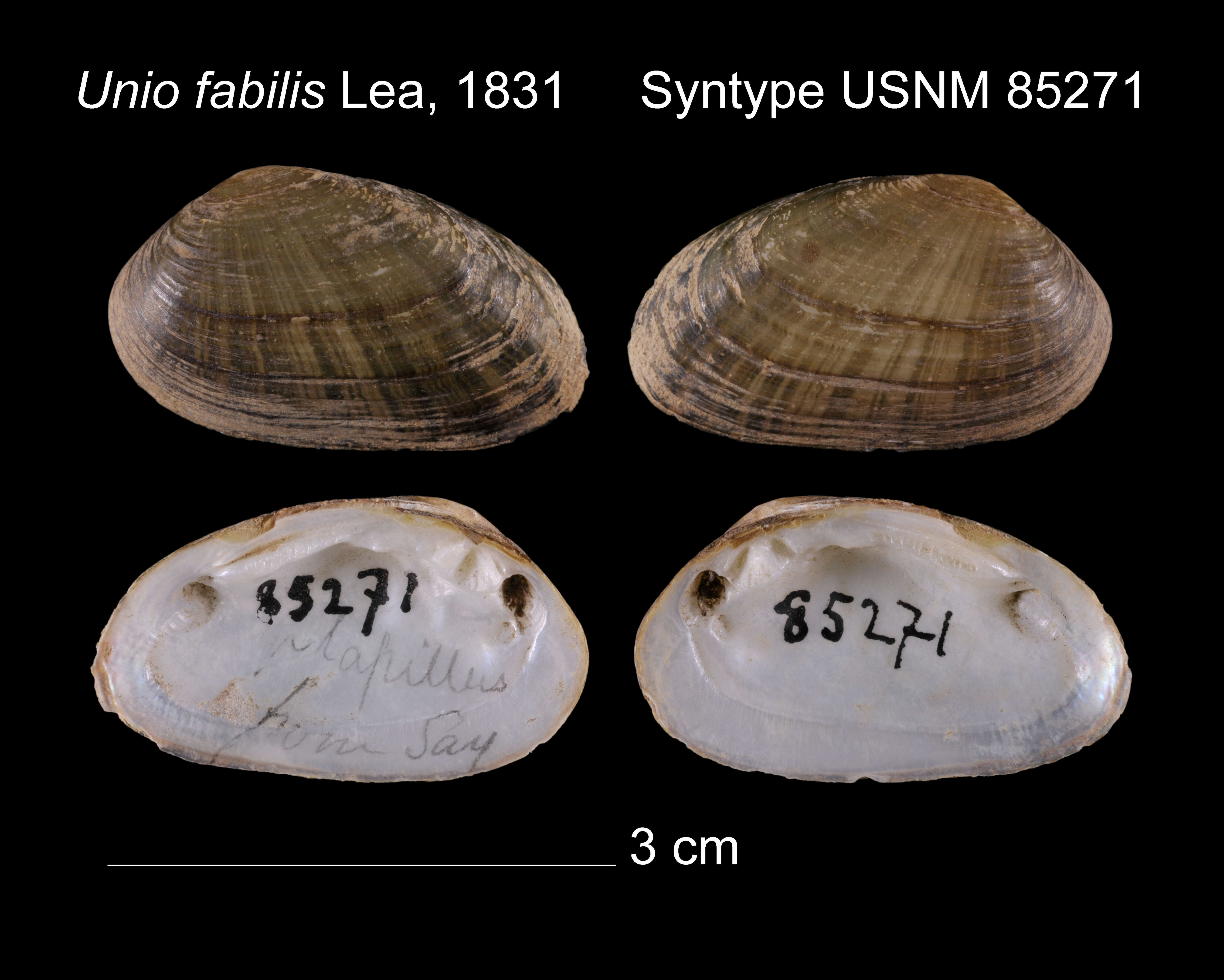 Image of Unio fabalis I. Lea 1831