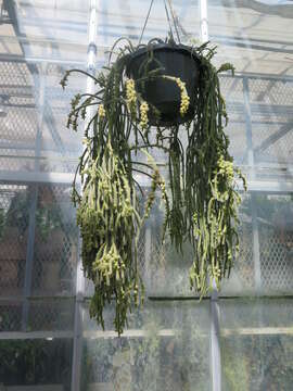 Image of Rhipsalis baccifera subsp. horrida (Baker) Barthlott