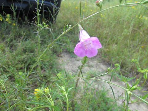 Image of purple false foxglove