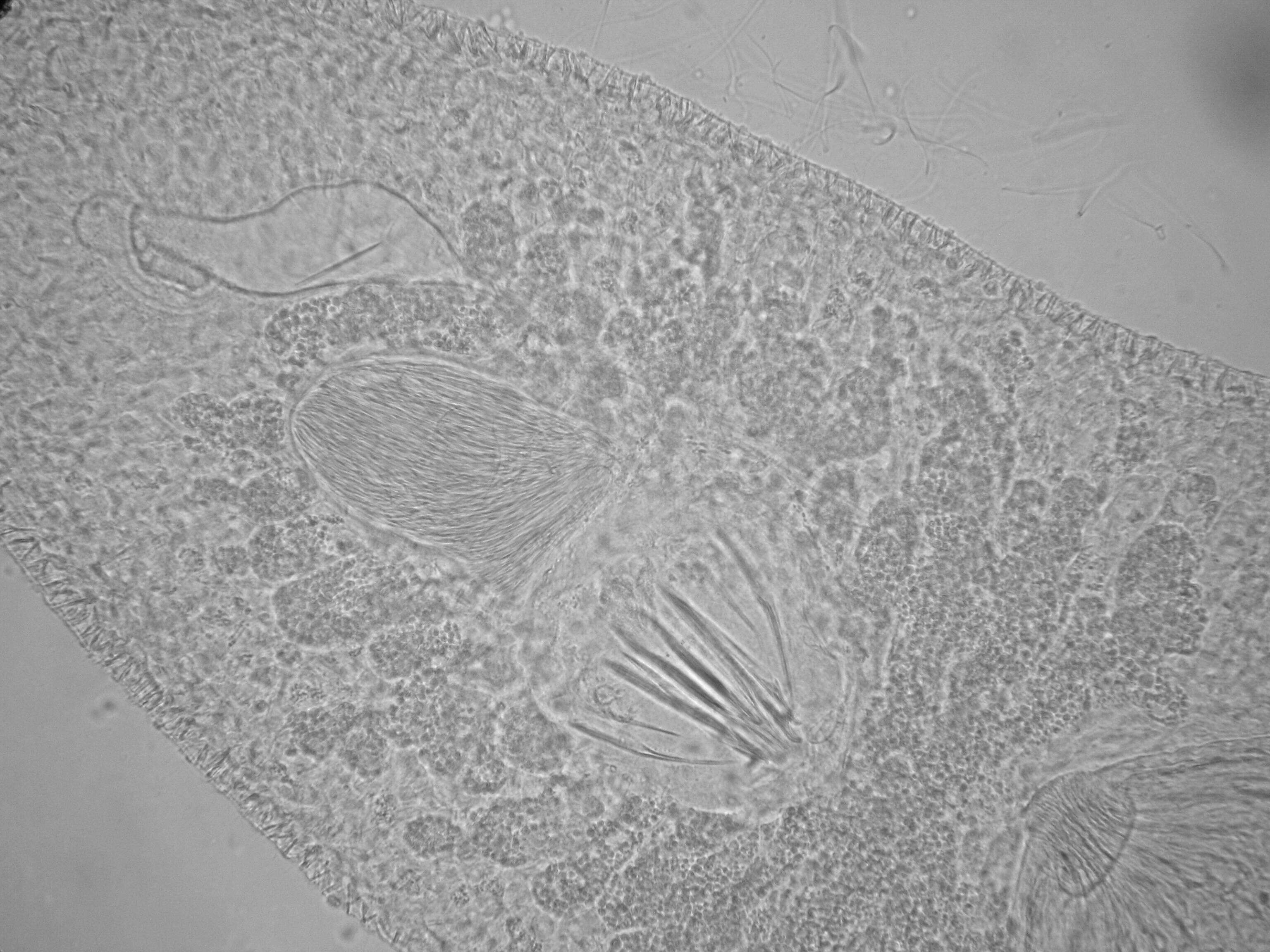 Image of Xenotoplana Ax, Weidemann & Ehlers 1978