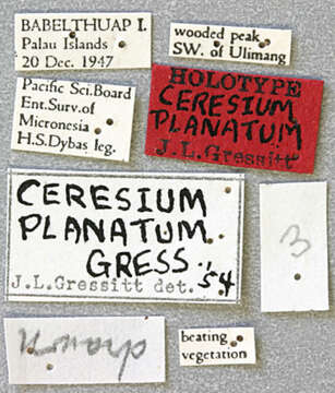 Слика од Ceresium (Ceresiellum) planatum Gressitt 1956