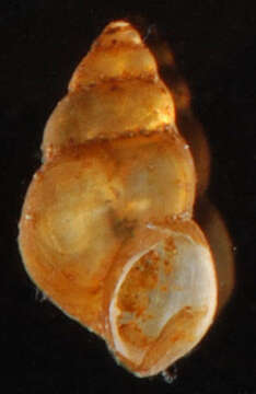 Image of Littoridinops Pilsbry 1952