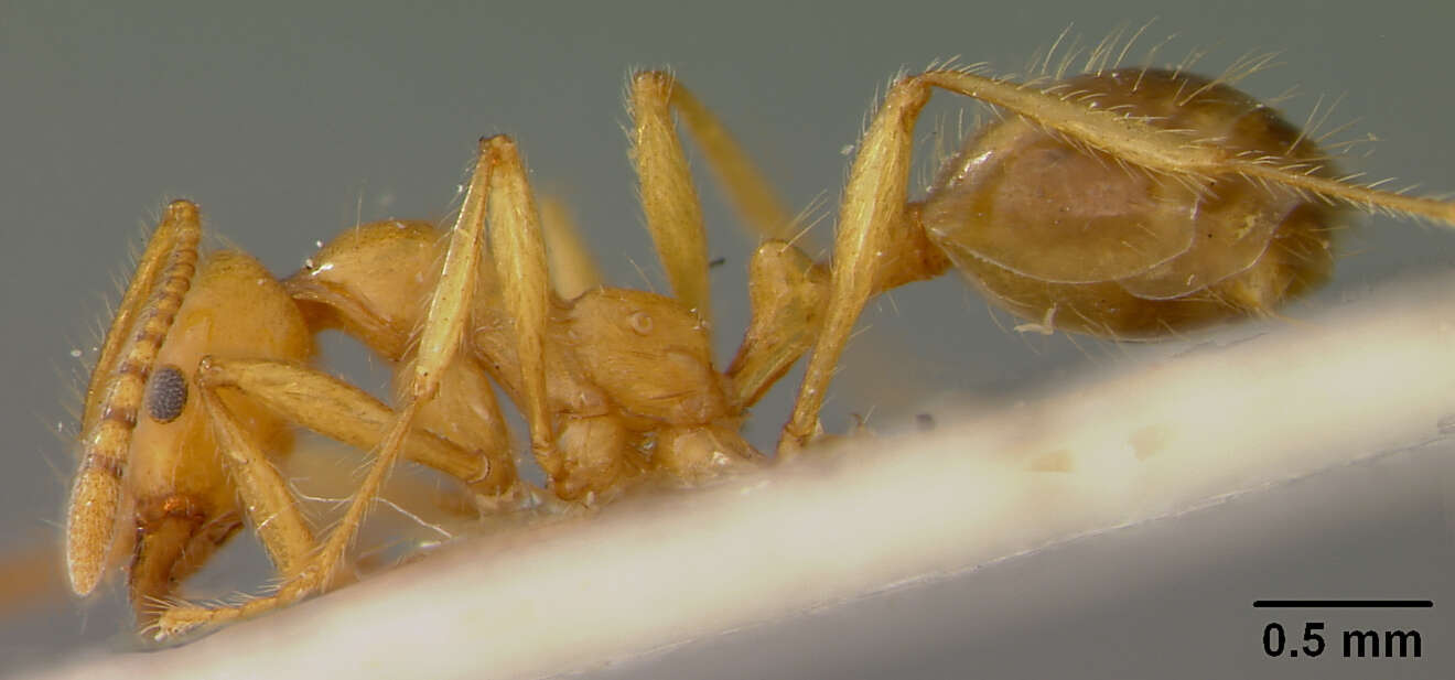 Image of Monomorium longipes Emery 1914